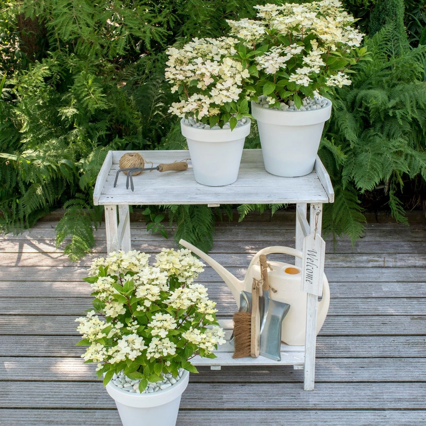 HYDRANGEA PAN. (S)WITCH
OPHELIA (PBR) - Image 4