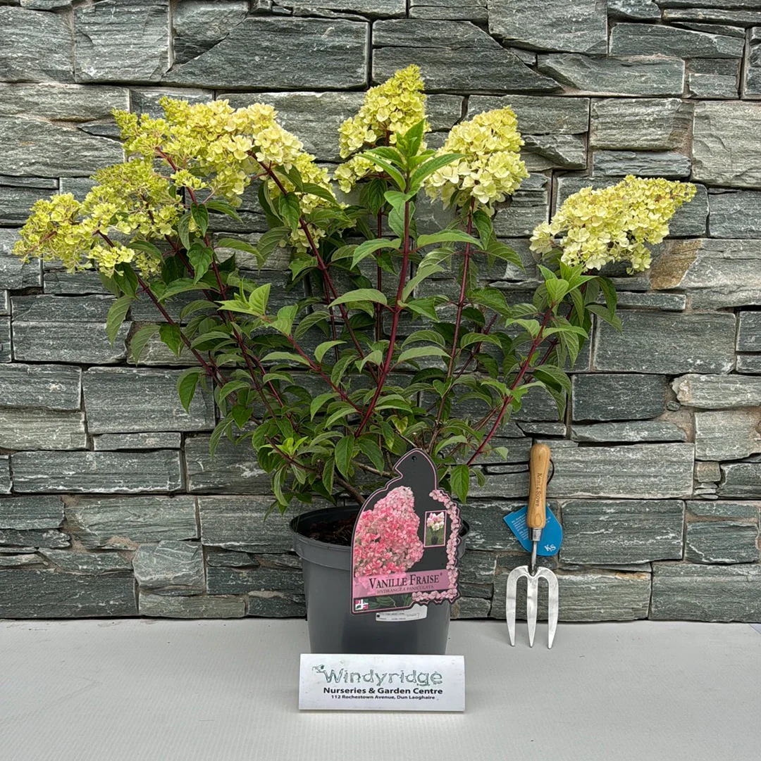 HYDRANGEA pan. Vanille Fraise - Image 2