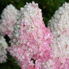 Hydrangea pan. Vanille-Fraise - Image 2