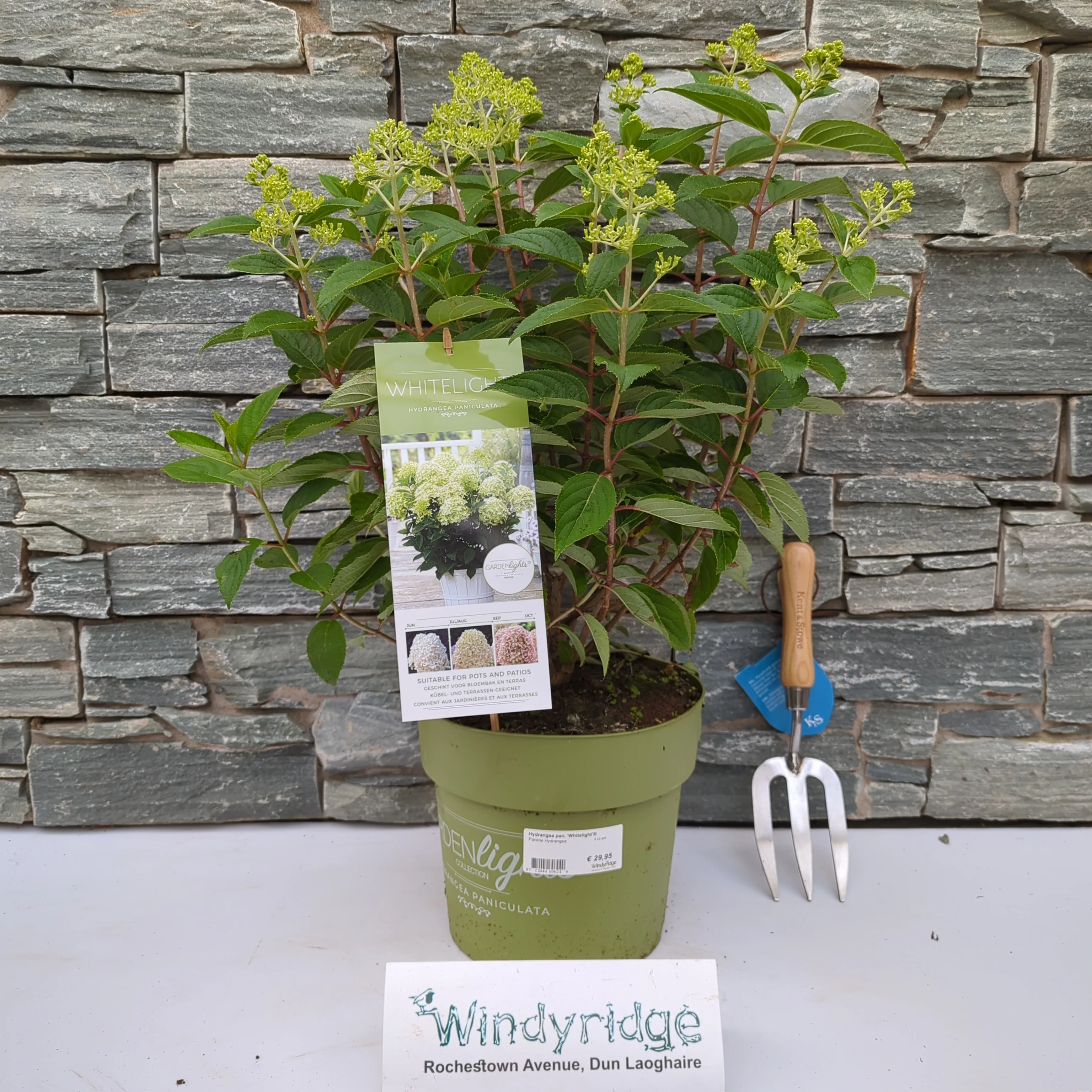 Hydrangea pan. Whitelight  5 Ltr pot - Image 2