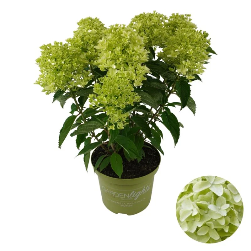 Hydrangea pan. Whitelight  5 Ltr pot - Image 3