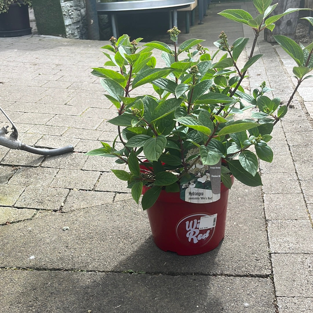 Hydrangea pan. Wims Red - Image 2