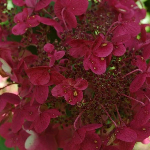 HYDRANGEA PAN. WIMS RED