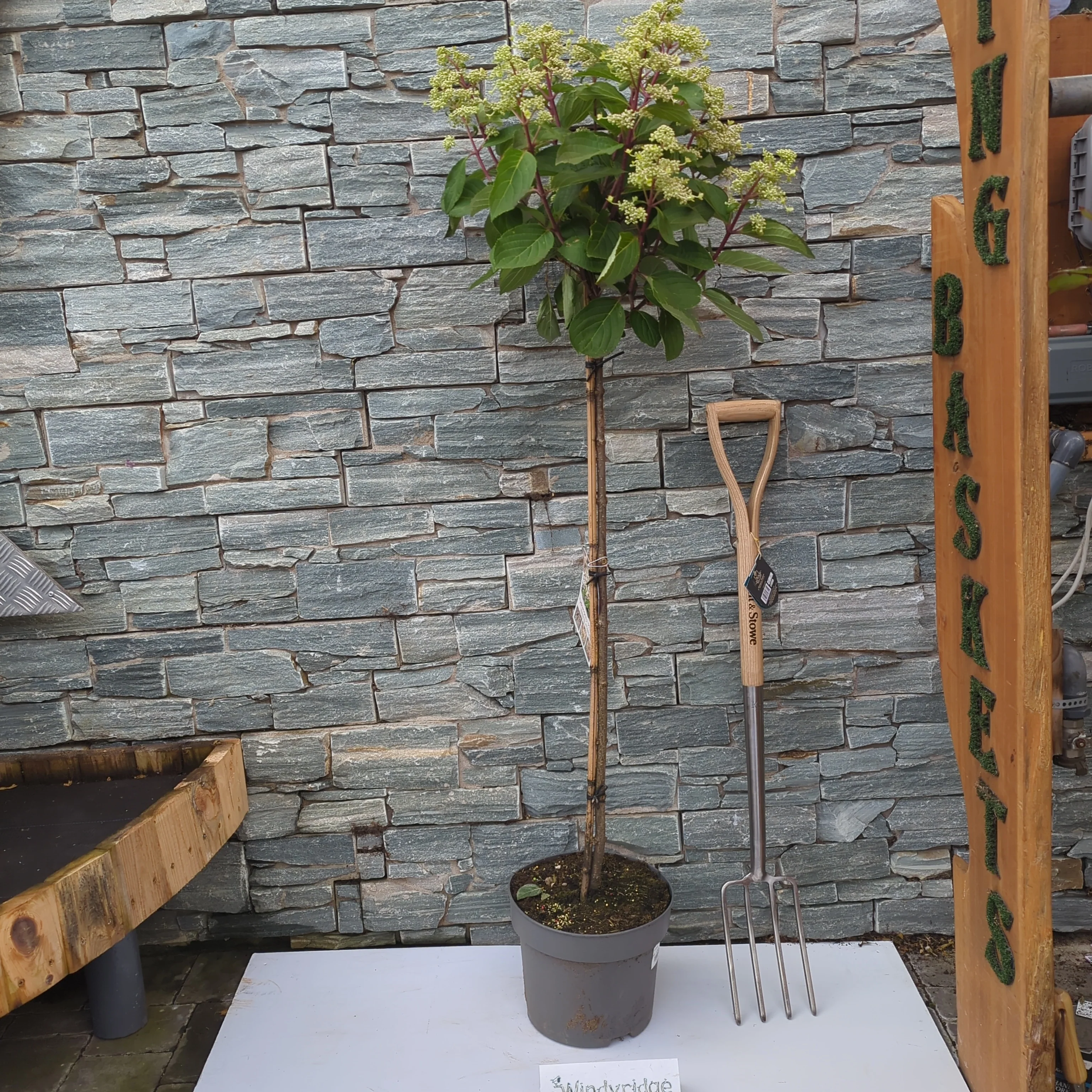 Hydrangea paniculata - Image 2