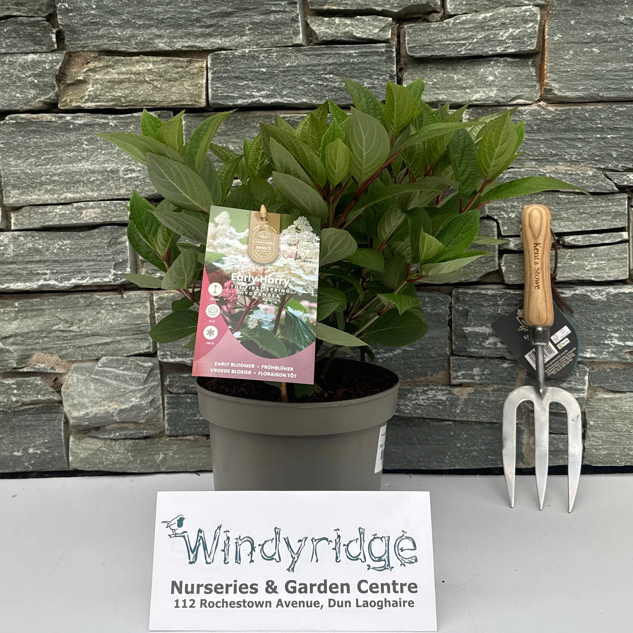 Hydrangea paniculata 'Early Harry' ® P19