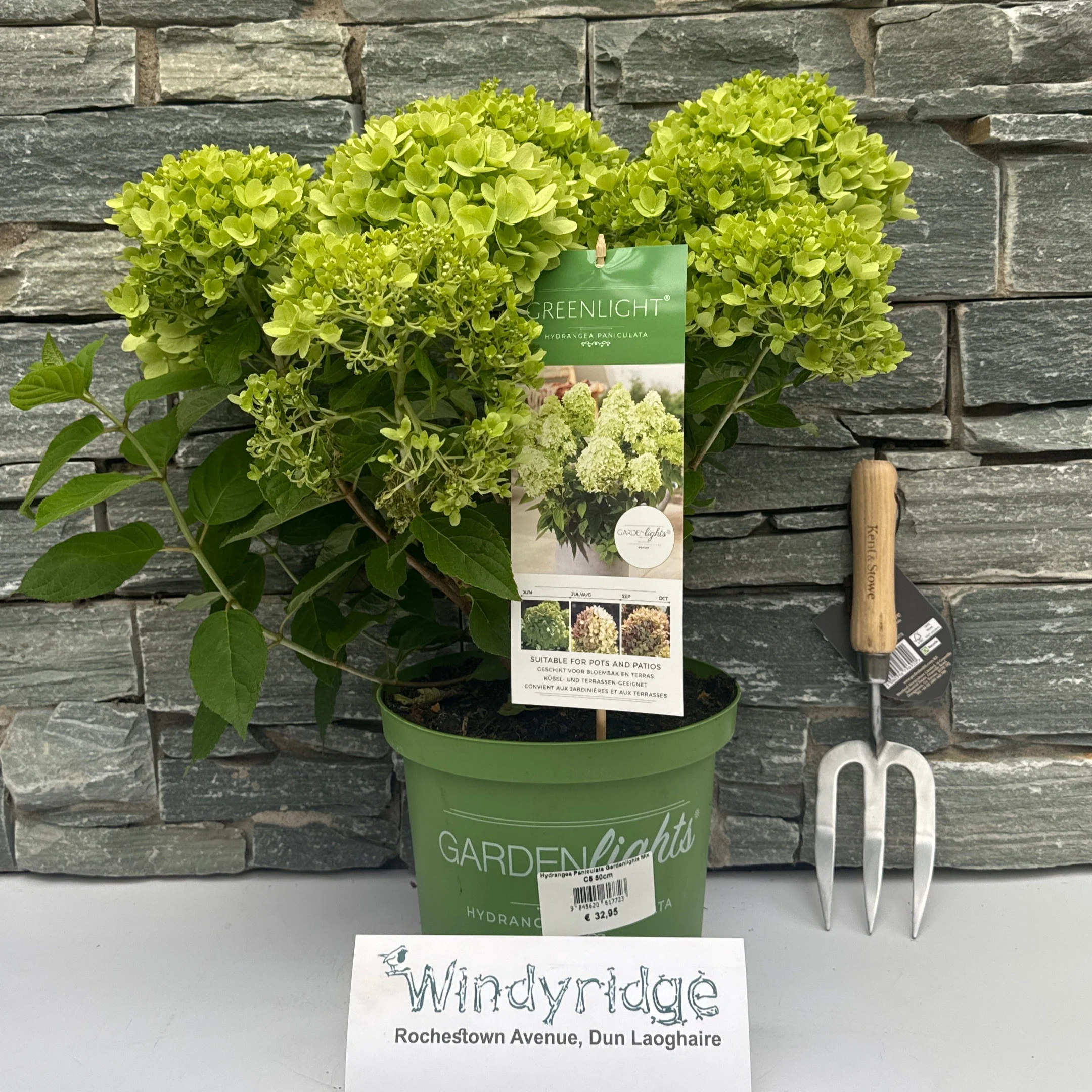Hydrangea Paniculata Gardenlights Mix C5 50cm - Image 2
