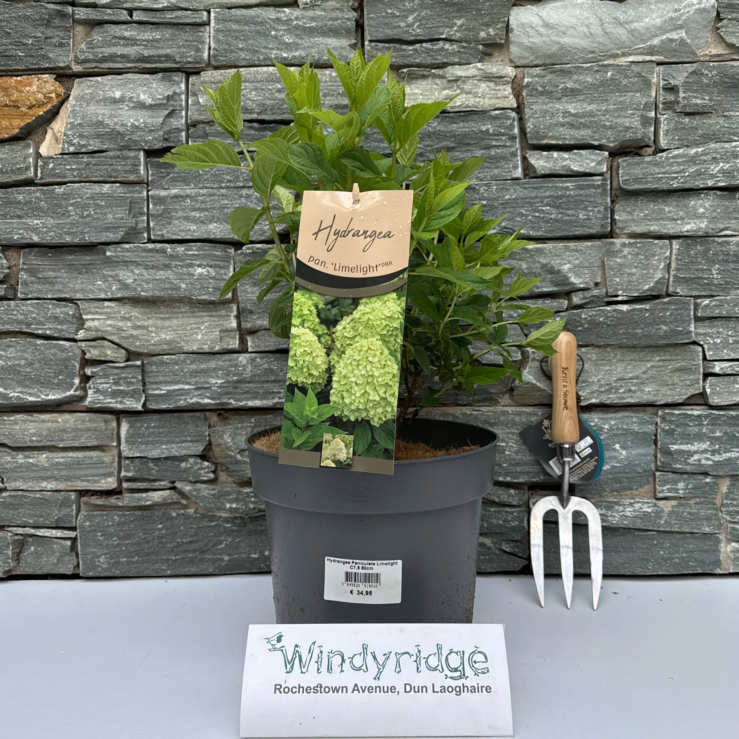 Hydrangea paniculata Limelight