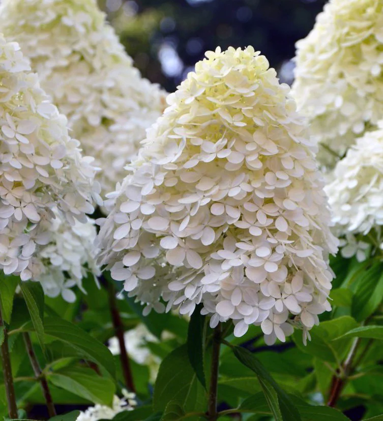 Hydrangea paniculata Limelight - Image 2