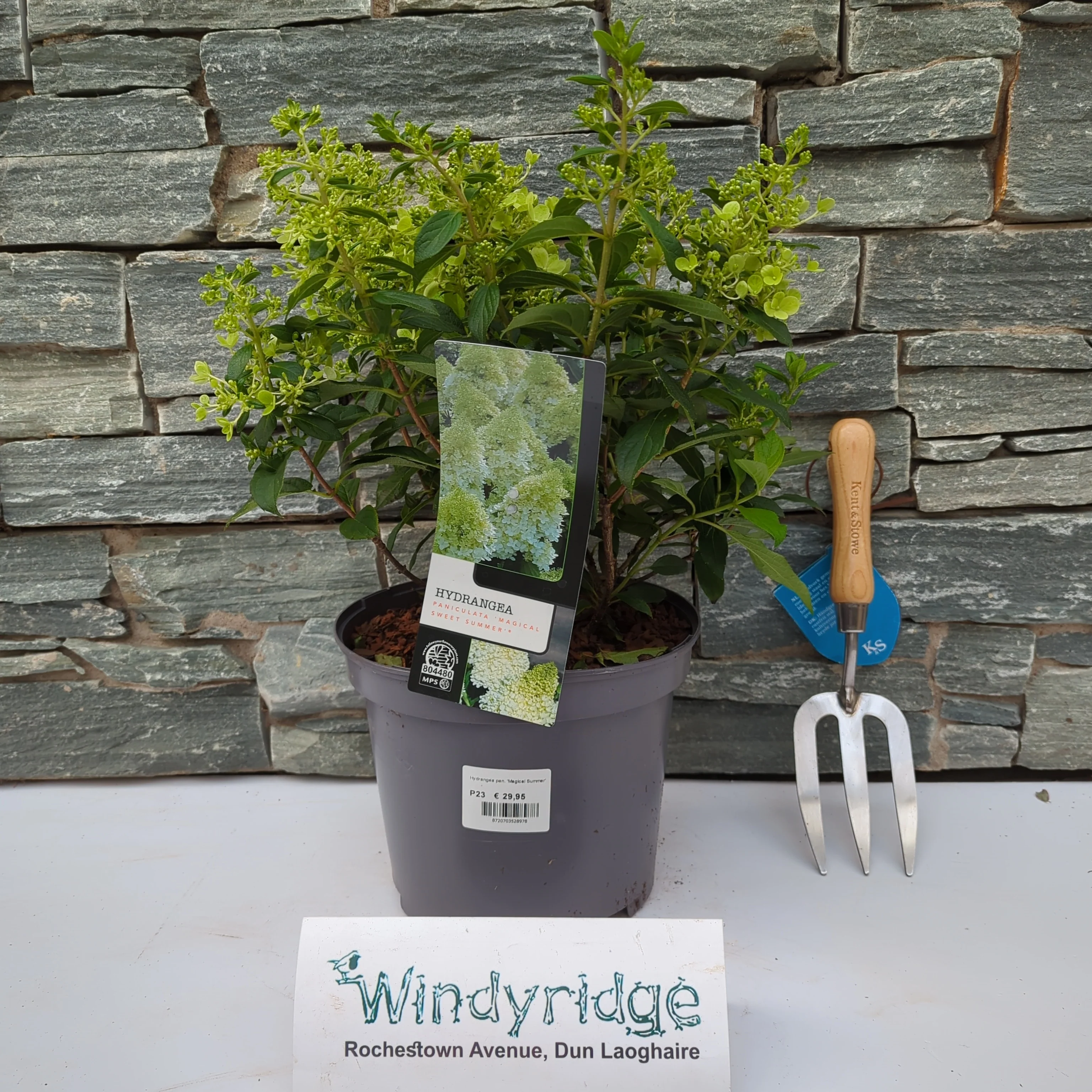 Hydrangea paniculata Sweet summer - Image 2