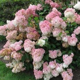 Hydrangea Paniculata Vanille Fraise - Image 2