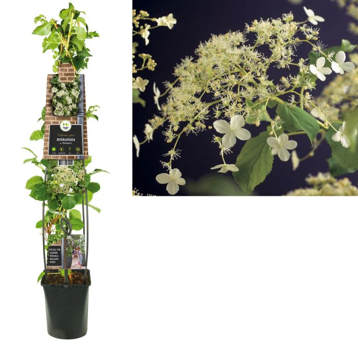 HYDRANGEA PETIOLARIS - Image 2