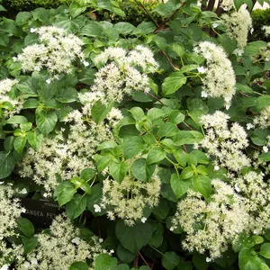 Hydrangea petiolaris mix P17 - Image 2