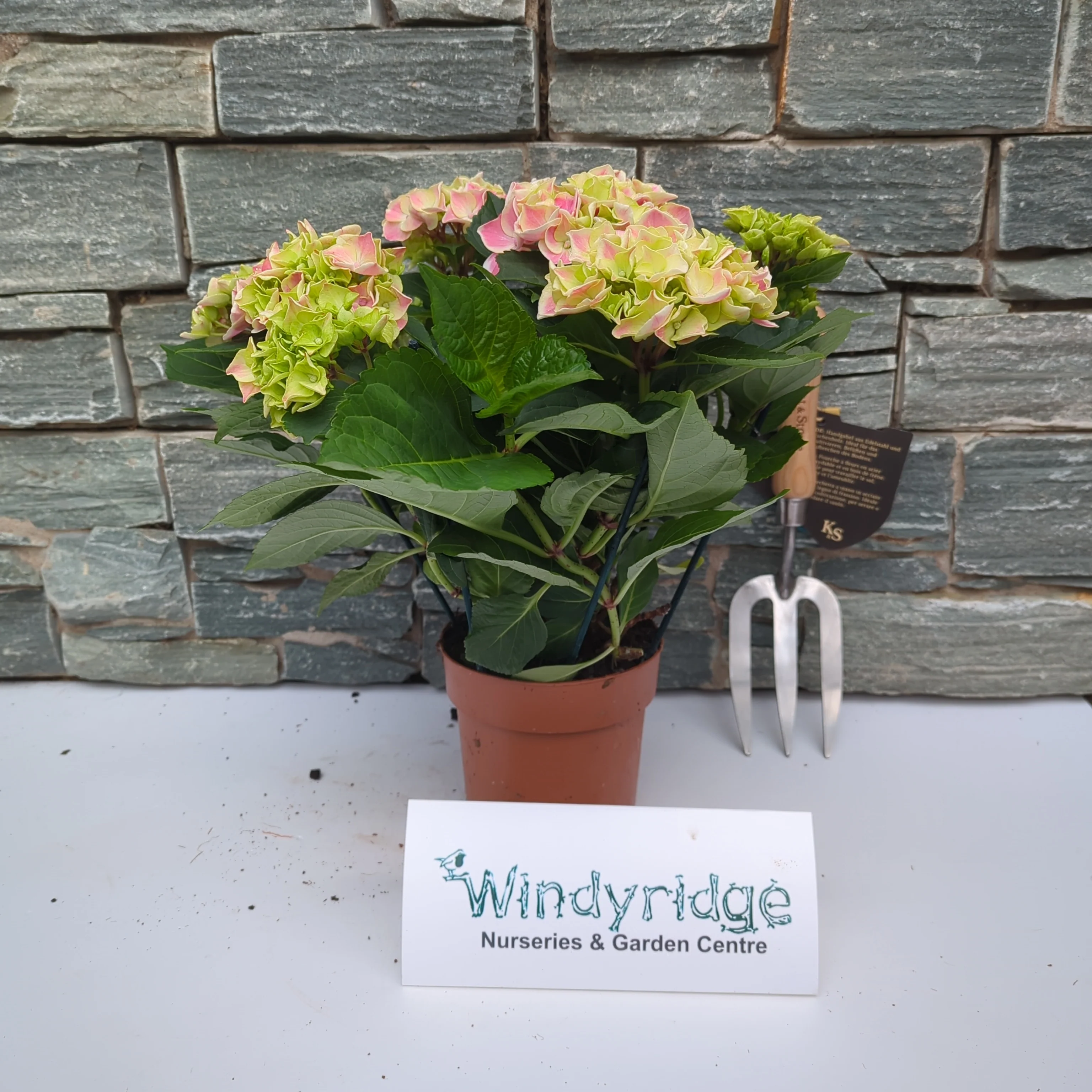 Hydrangea pink(indoor) P14, 78 flower