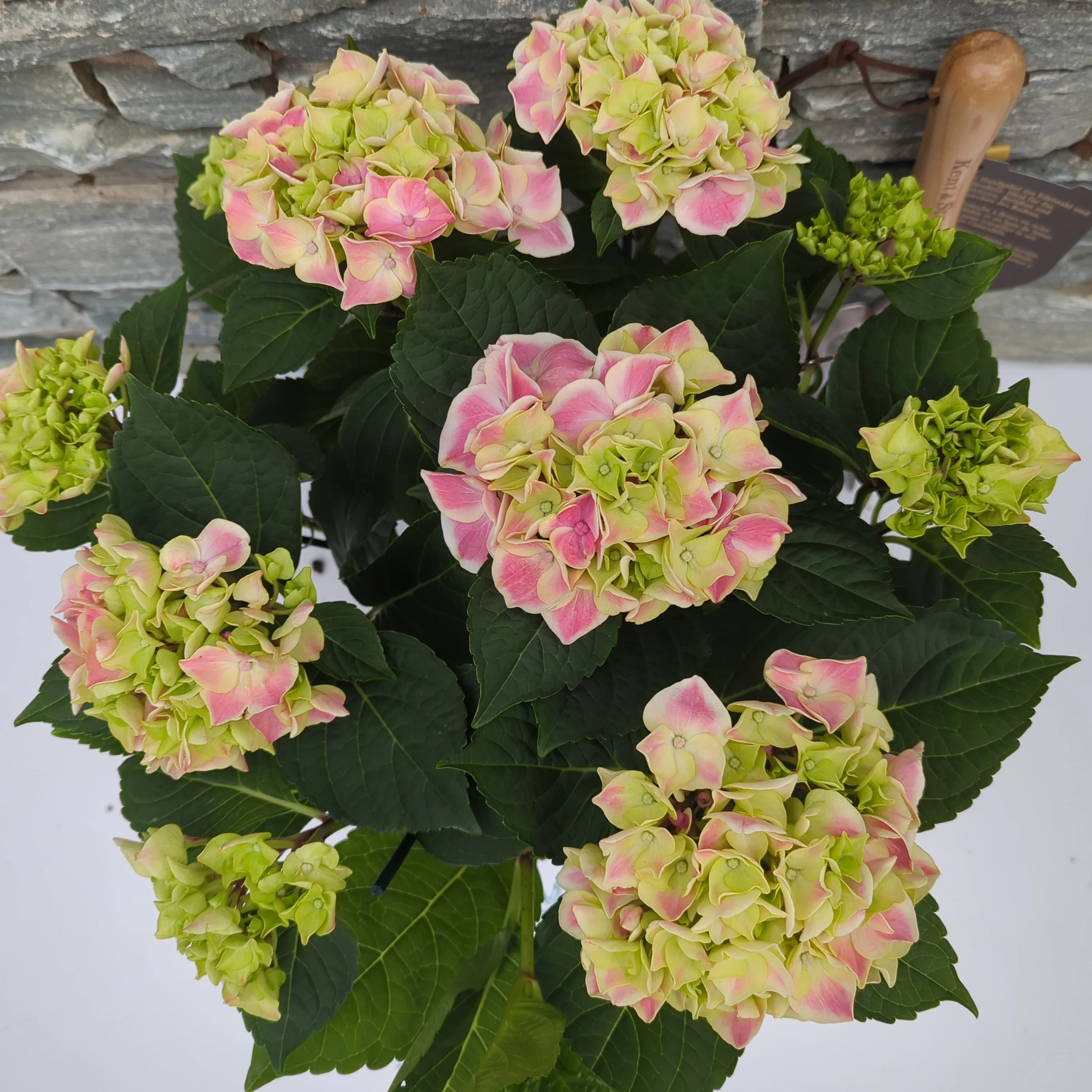 Hydrangea pink(indoor) P14, 78 flower - Image 2
