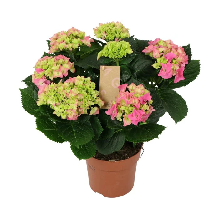 Hydrangea pink(indoor) P14, 78 flower - Image 3