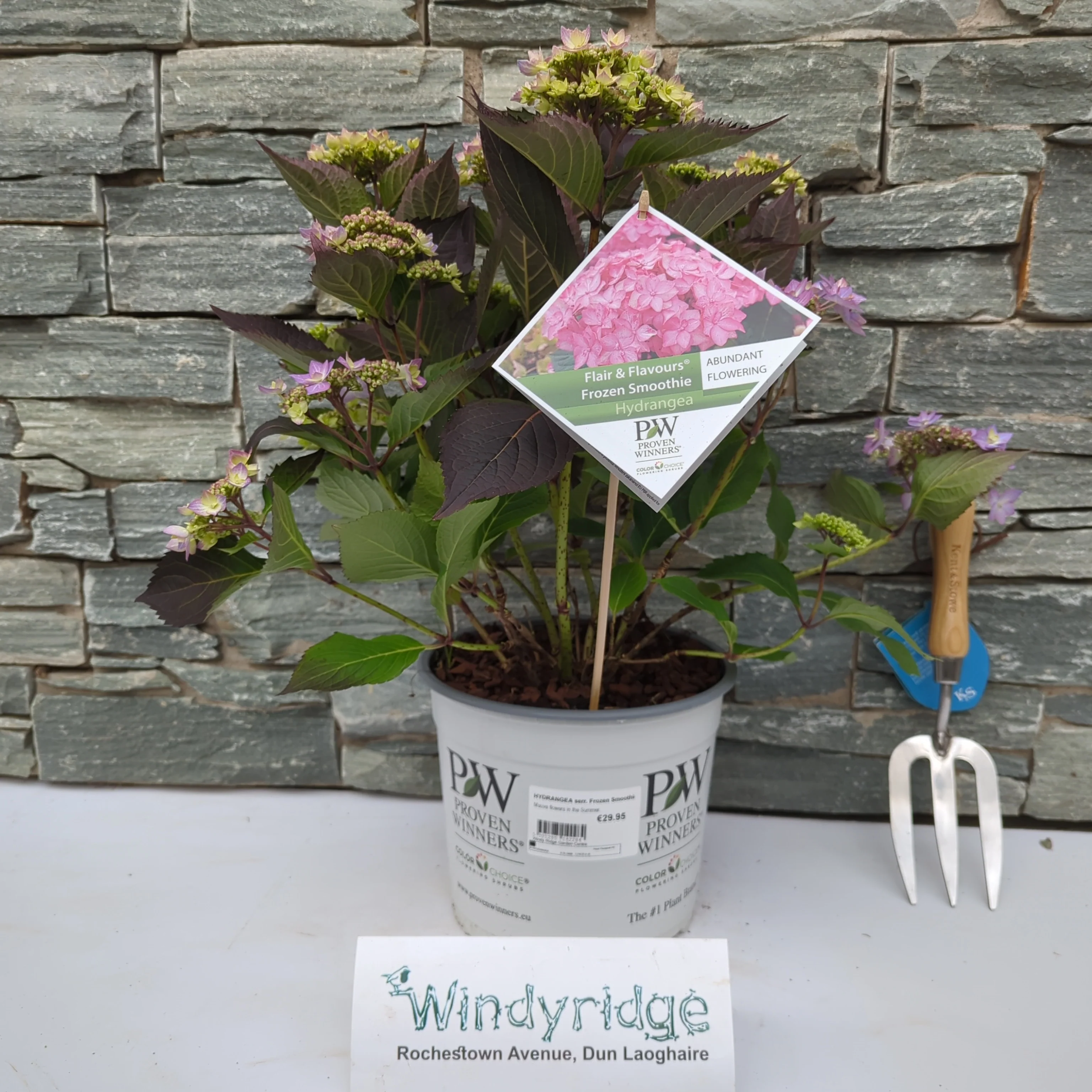 HYDRANGEA serr. Frozen Smoothie Mauve - Image 2