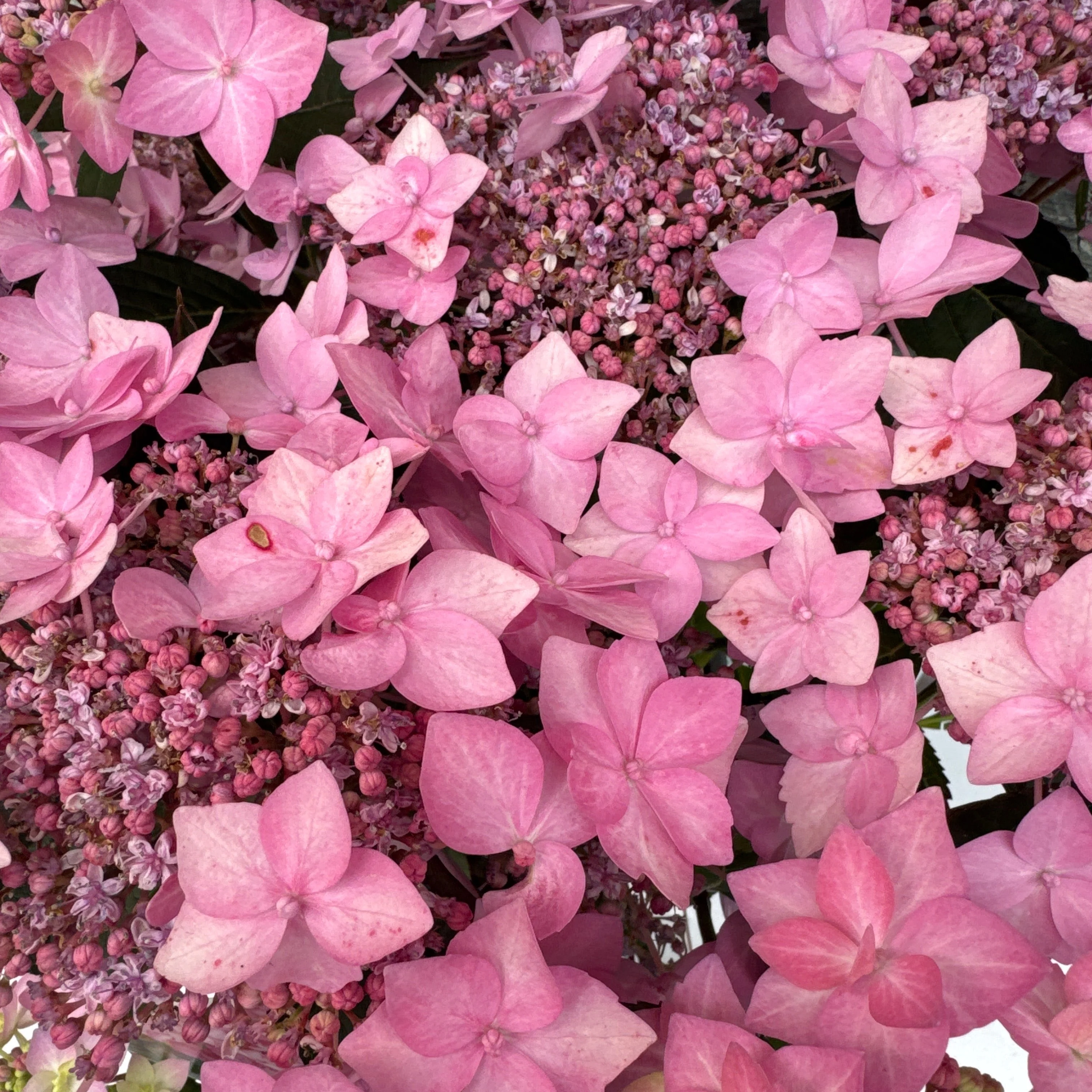 HYDRANGEA serr. Frozen Smoothie Pink - Image 2