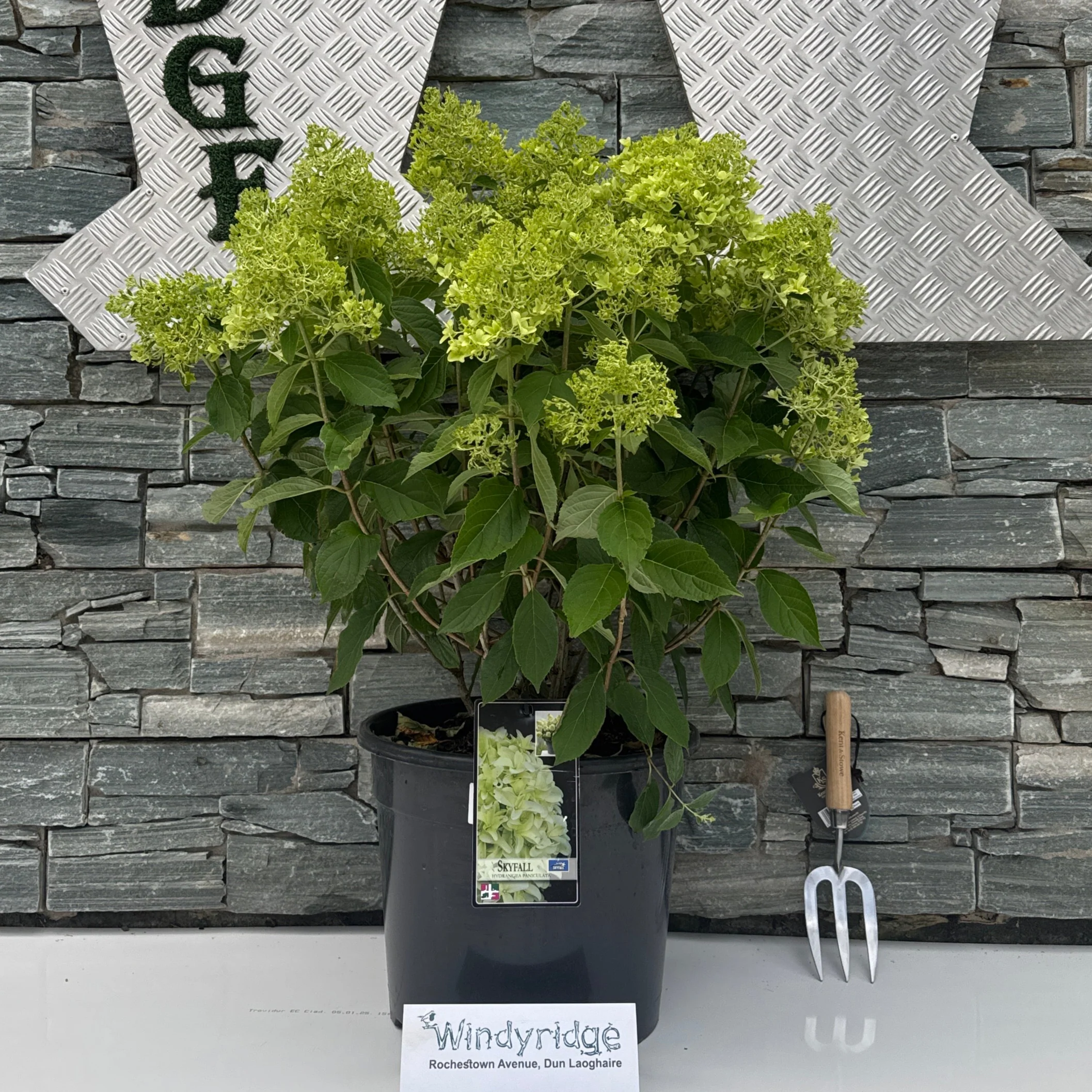 Hydrangea Skyfall P36 - Image 2