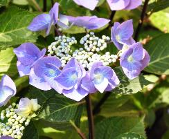 Hydrangea Teller Blauling Bleu