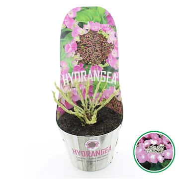 Hydrangea teller Pink - Image 3