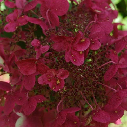 Hydrangea Wims Red