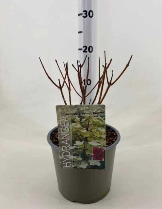 Hydrangea Wims Red - Image 4