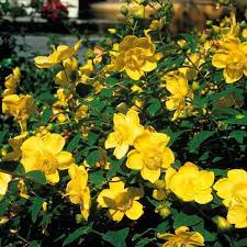 Hypericum Hidcote - Image 3