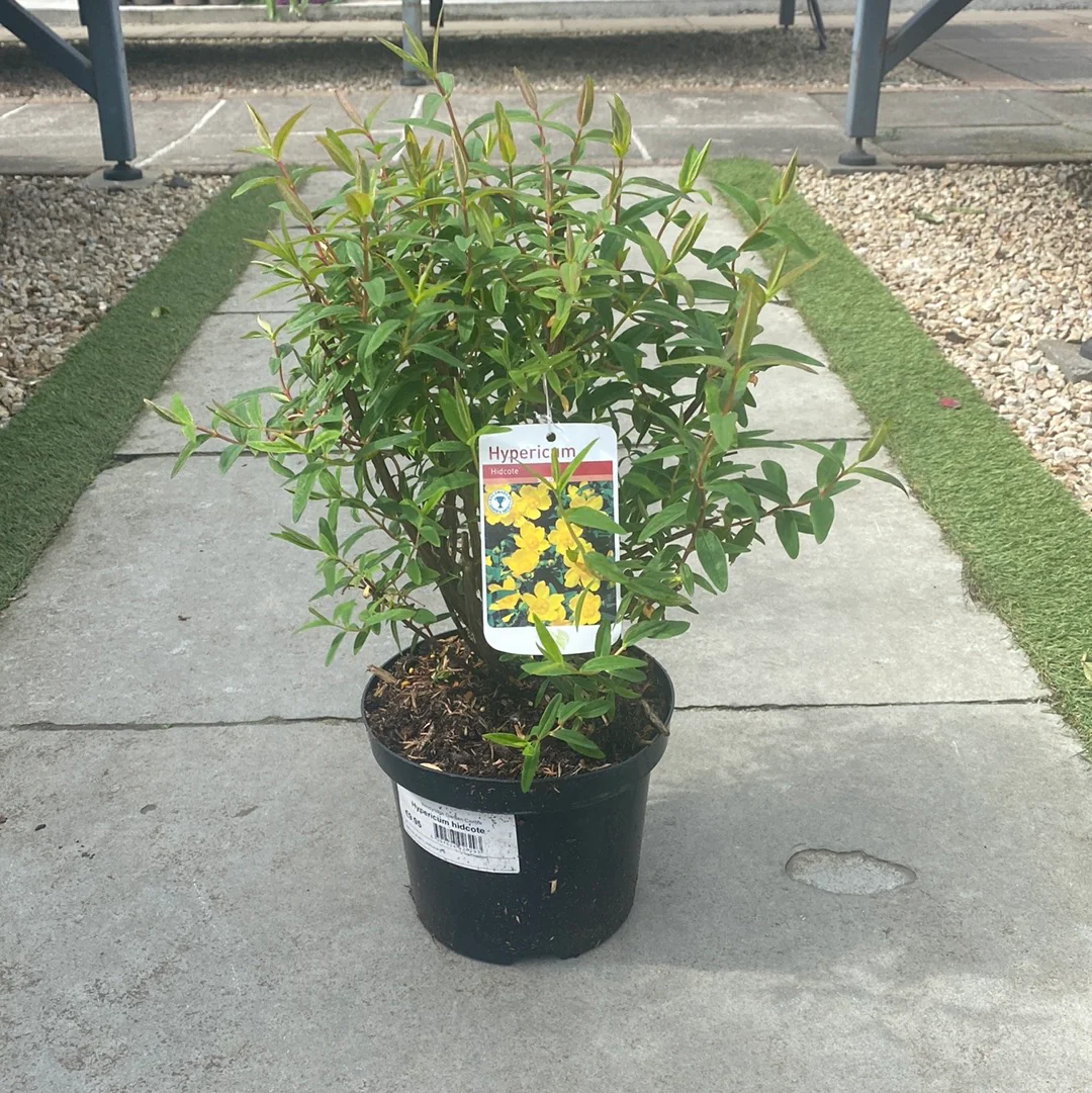 Hypericum hidcote 3ltr pots - Image 3