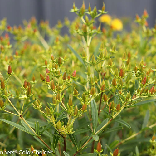 Hypericum Sunny Boulevard  3 Ltr pot - Image 4