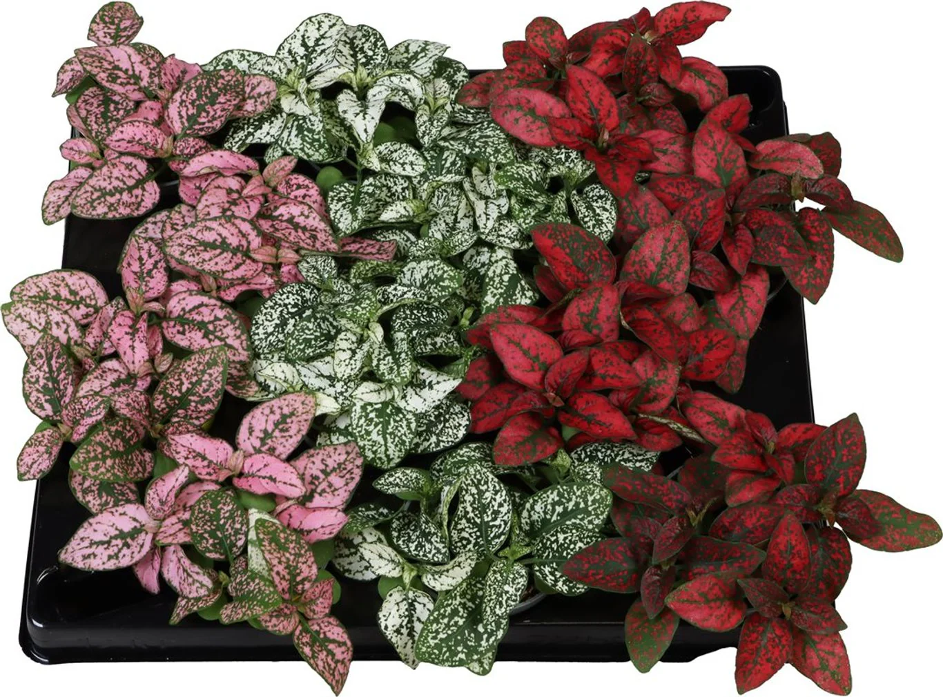 Hypoestes mix 6 cm pot