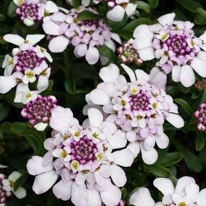 Iberis Pink Ice