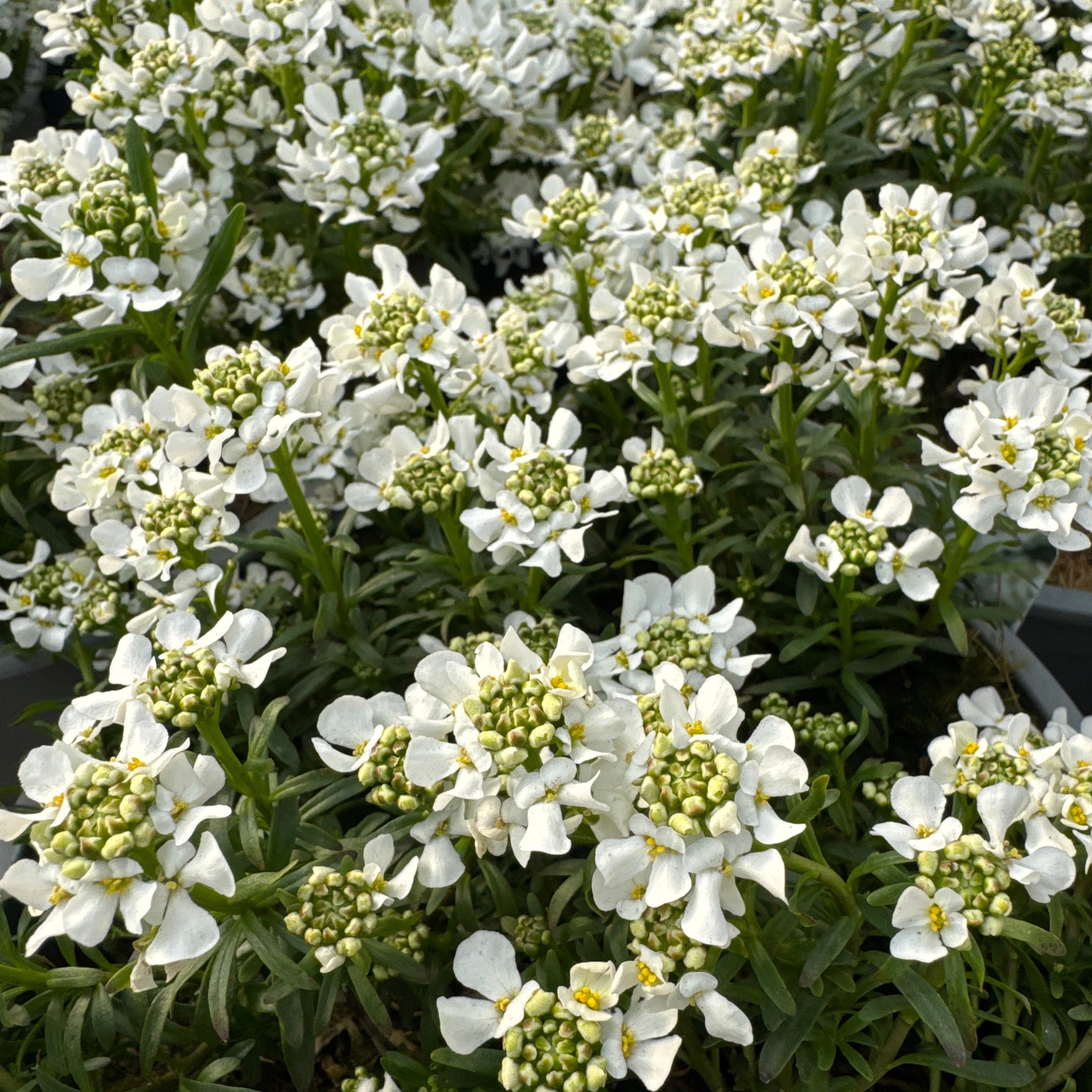 Iberis White 3 Ltr - Image 2