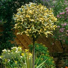 Ilex altacl. Golden King