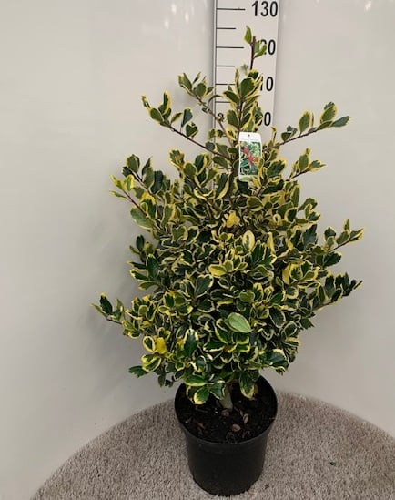 Ilex altaclerensis Golden King  80-100 CM C12 - Image 3