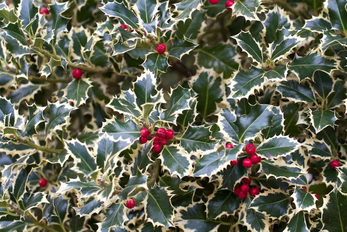 Ilex aq. Argentea Marginata