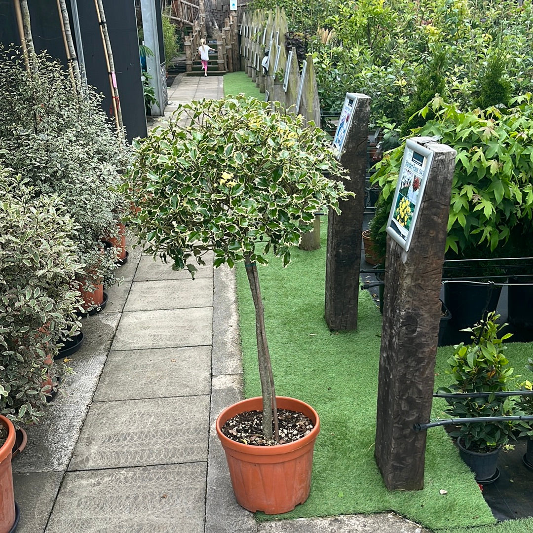 ILEX AQ. AUREOMARGINATA CLT 30   CHIOMA  50  - 60  CM 1/2 STD - Image 2