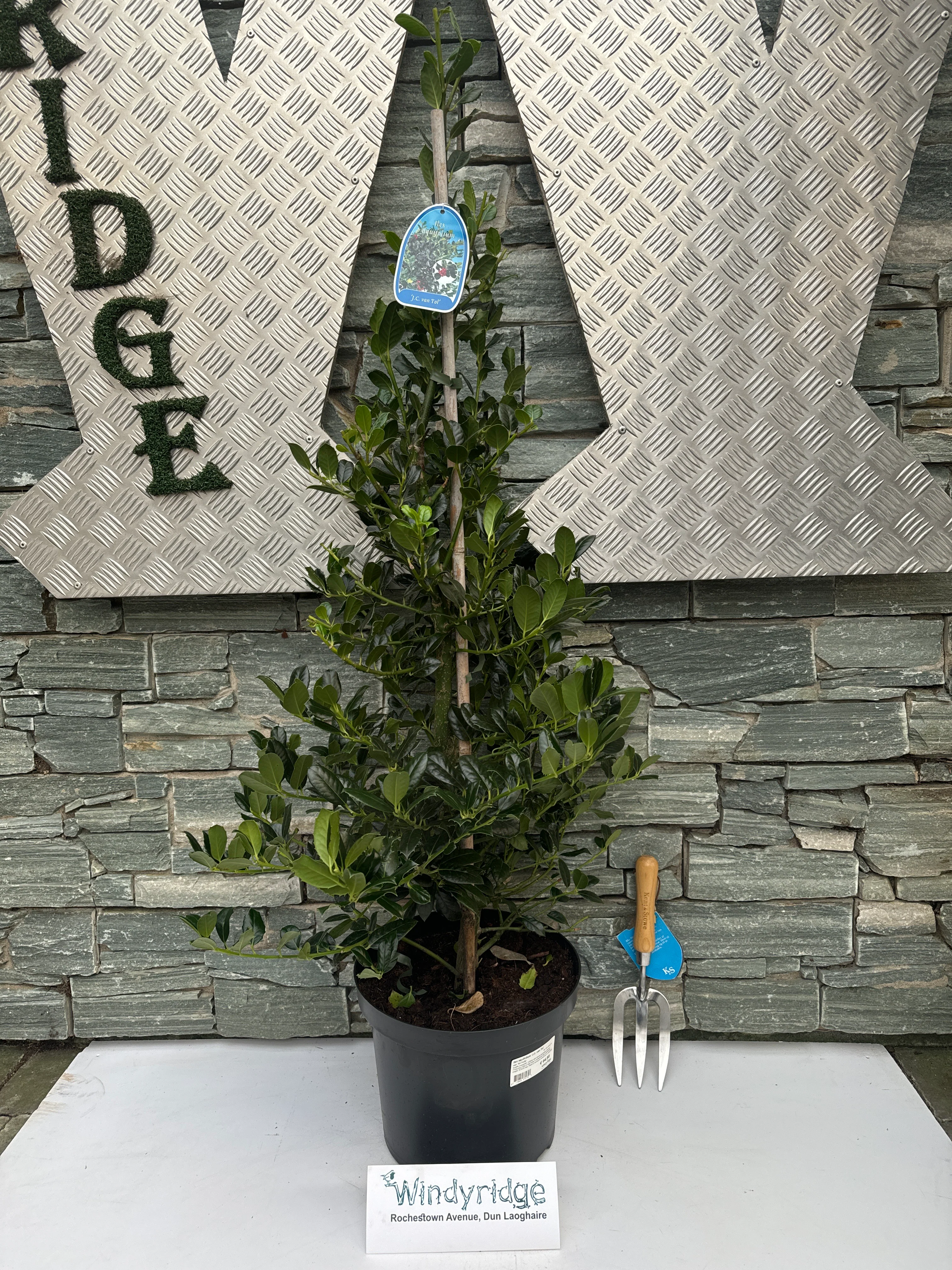 Ilex aquif. J.C. van Tol 80-100 CM - Image 2