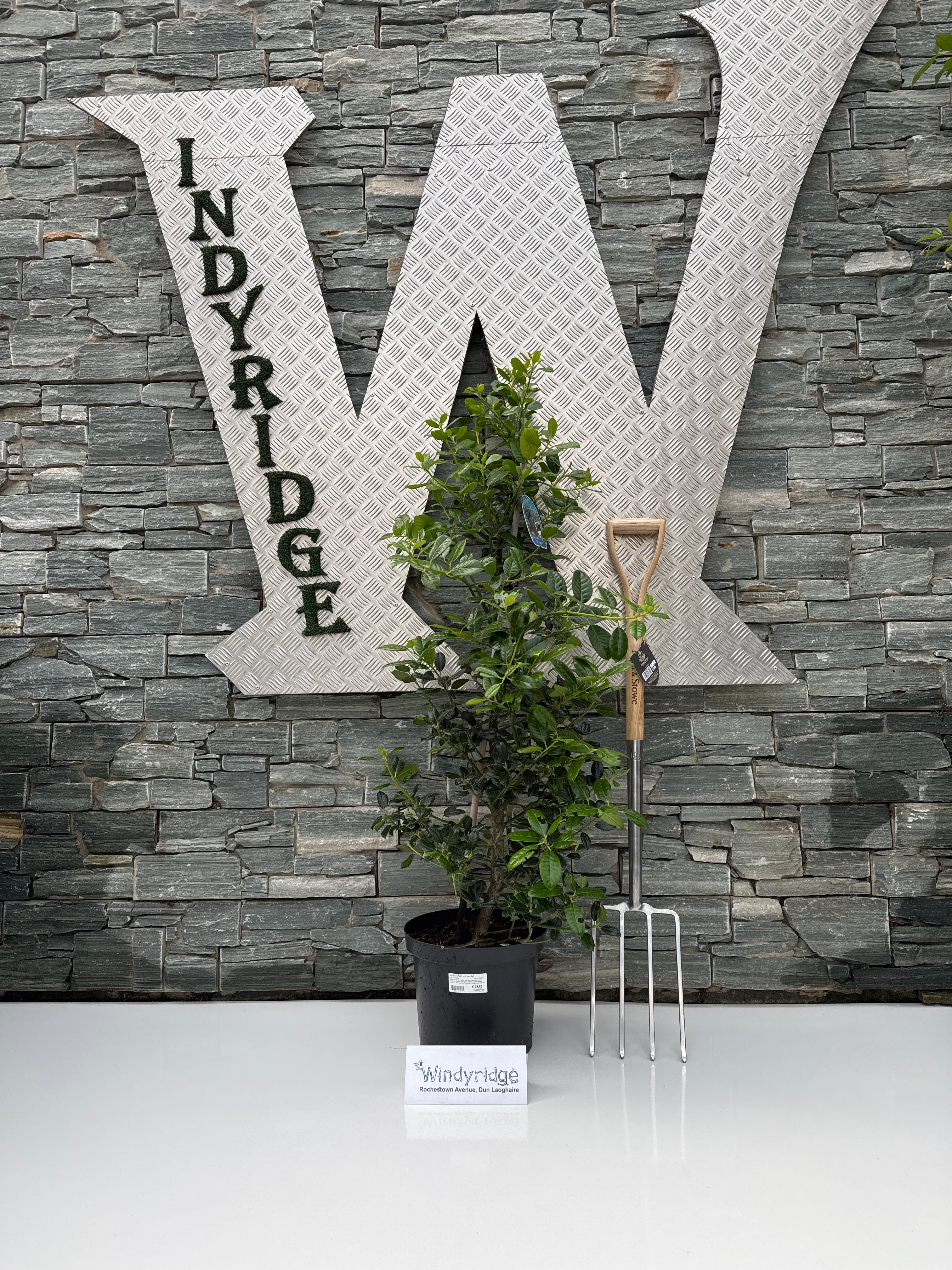 Ilex aquif. J.C. van Tol 80-100 CM - Image 3