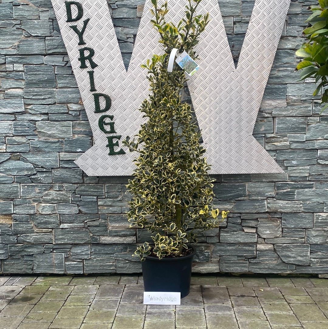 Ilex aquifolium Madame Briot  125-150 CM - Image 2