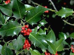 Ilex aquifolium Sharpy  150-175cm