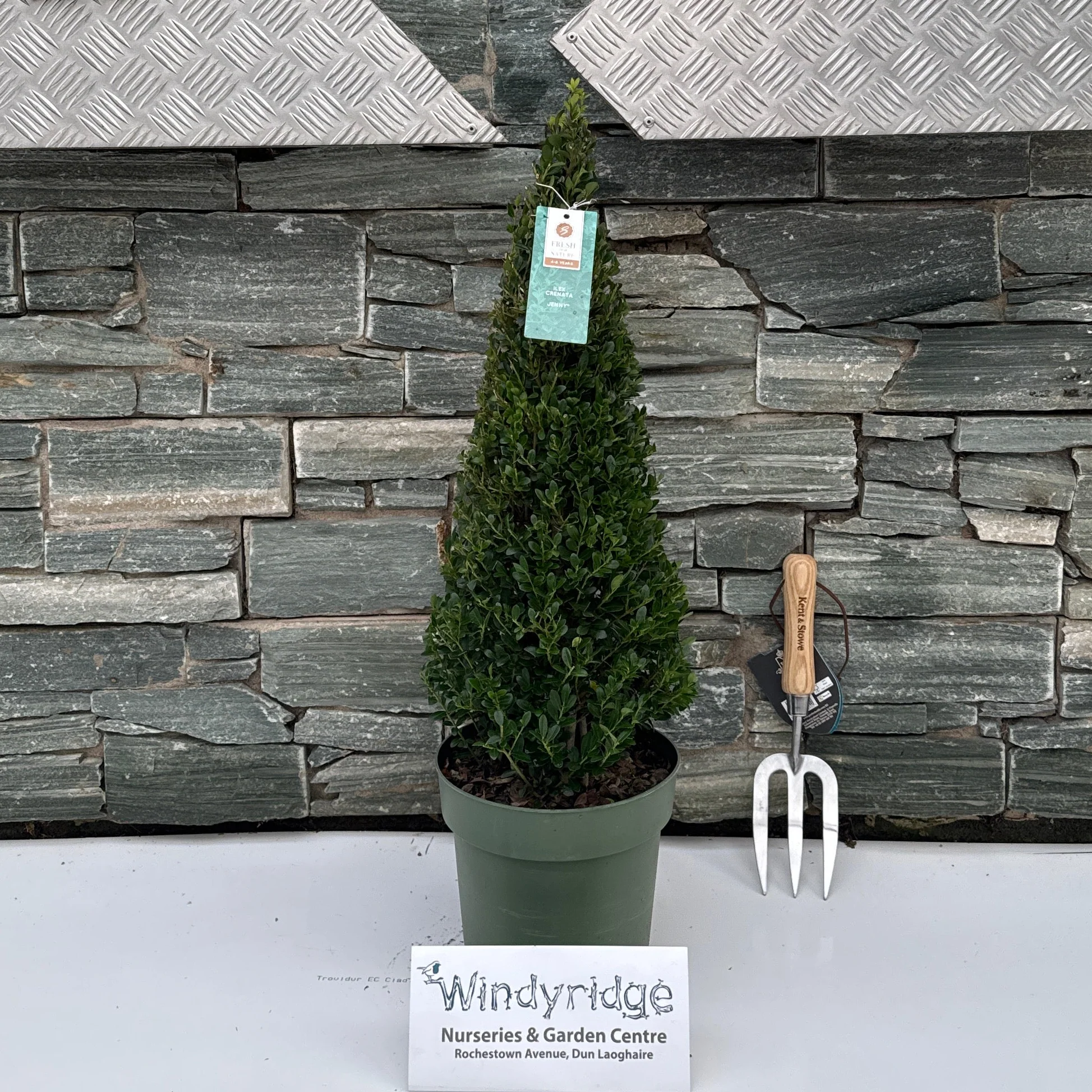 Ilex cre. Jenny P21 Pyr. 55cm - Image 2