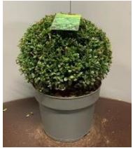 Ilex cren Caroline Upright Ball