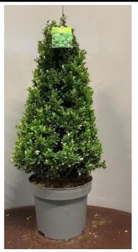 Ilex cren. Caroline Upright pyramid