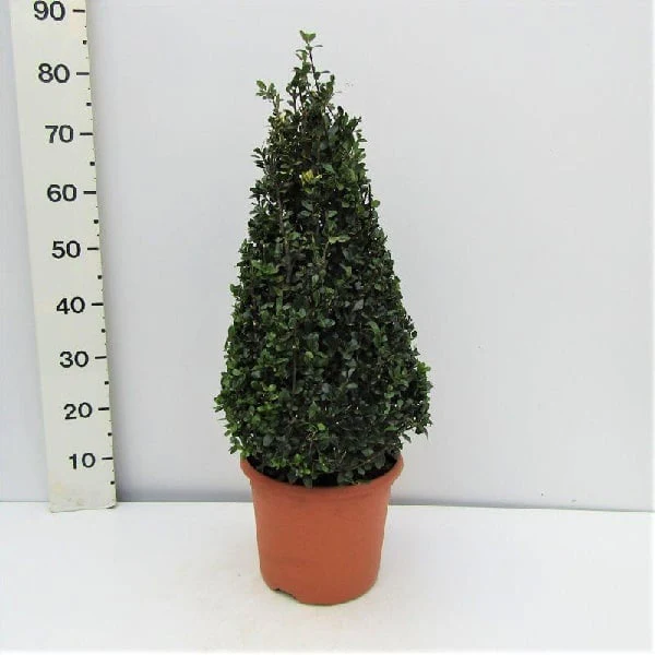 Ilex crenata Caroline Upright  60-70 CM PYR C10