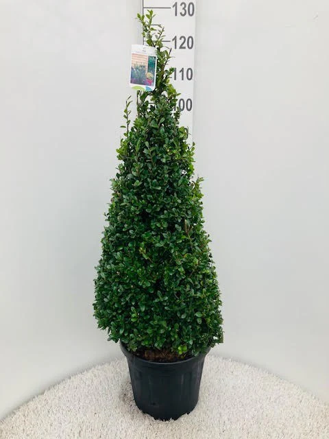 Ilex crenata Caroline Upright / 80-90 CM PYR D12