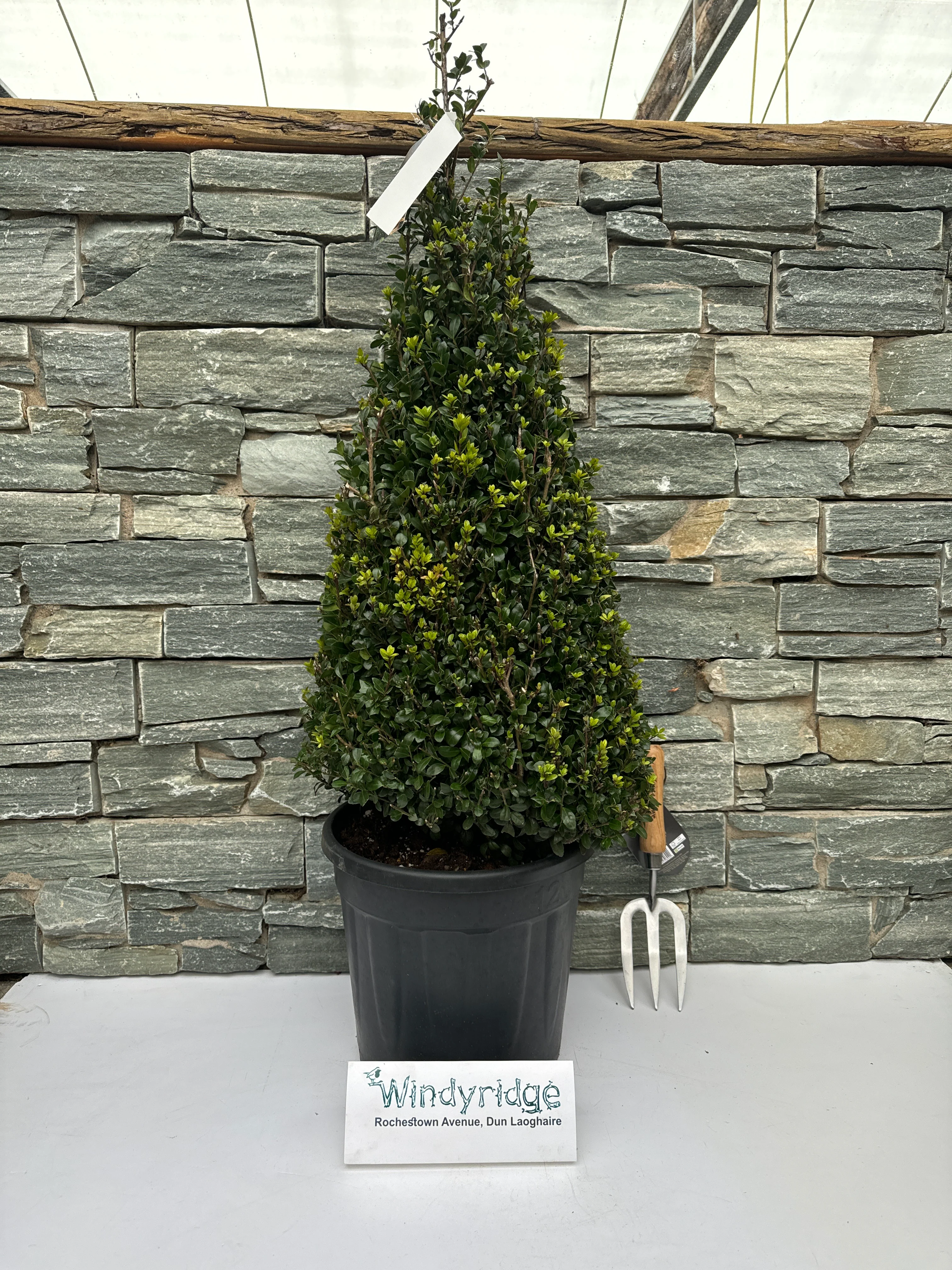 Ilex crenata Caroline Upright / 80-90 CM PYR D12 - Image 2