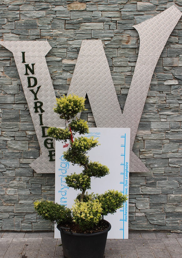 ILEX CRENATA CLT 50 H 100 - 120 CM BONSAI TOSCANO