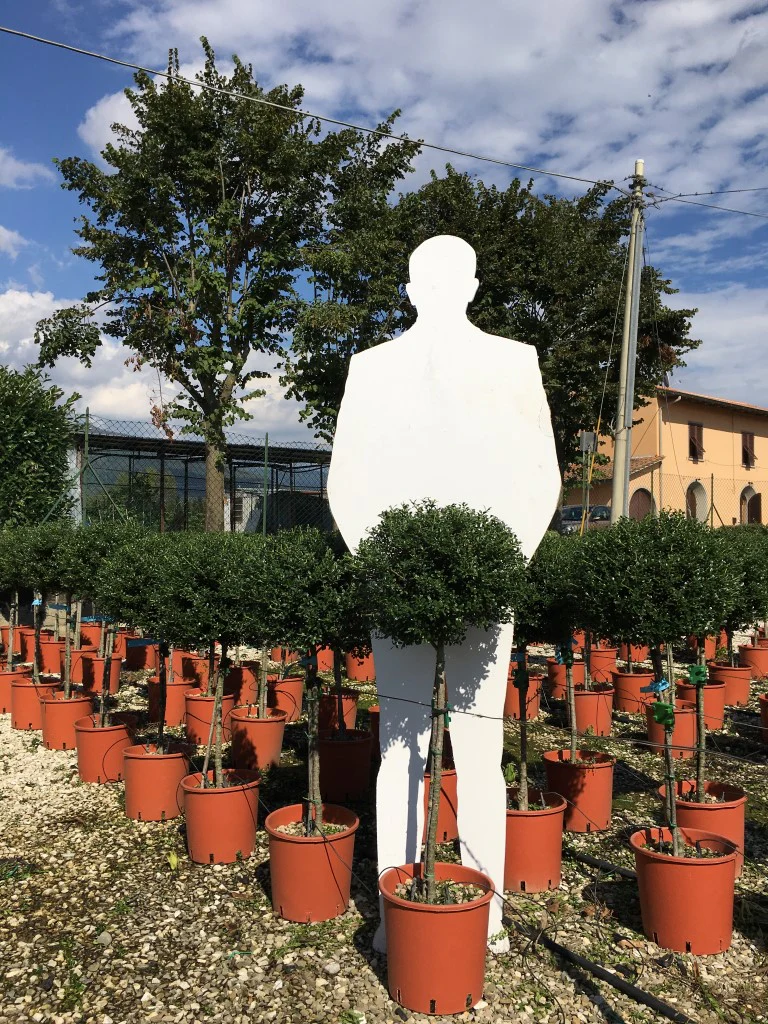 ILEX CRENATA CLT 7 / 10 1/4 STD