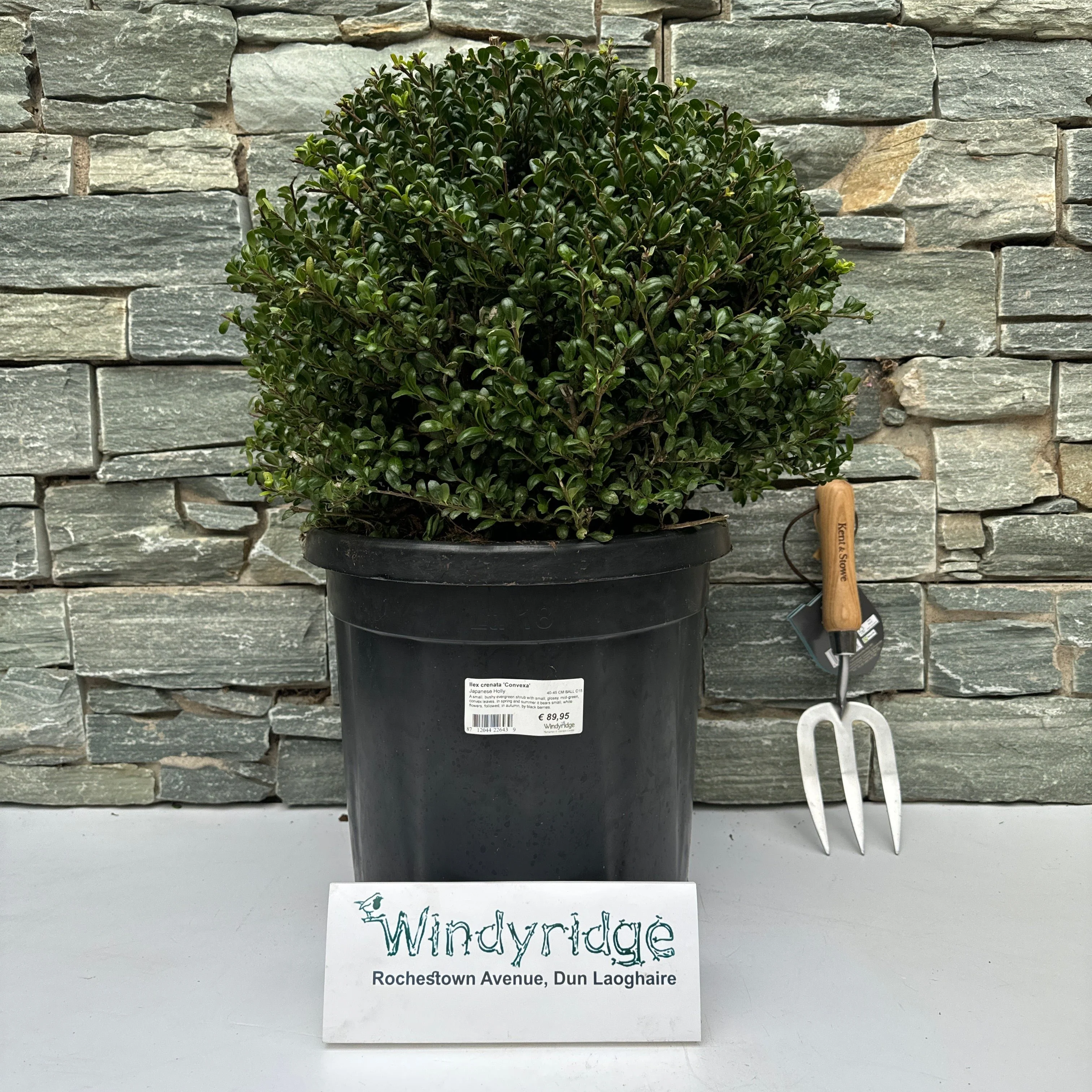 Ilex crenata Convexa 40-45 CM BALL C15