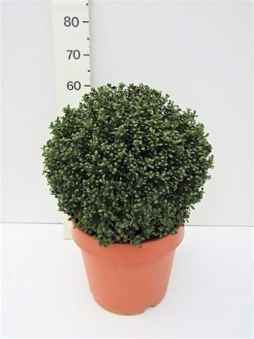 Ilex crenata Convexa 40-45 CM BALL C15 - Image 2
